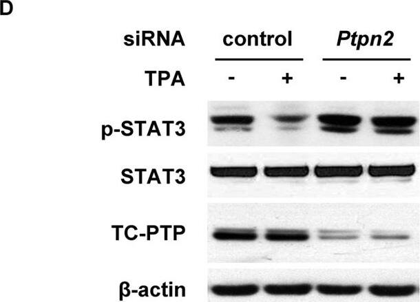 Detection of Mouse TC-PTP/PTPN2 by Western Blot