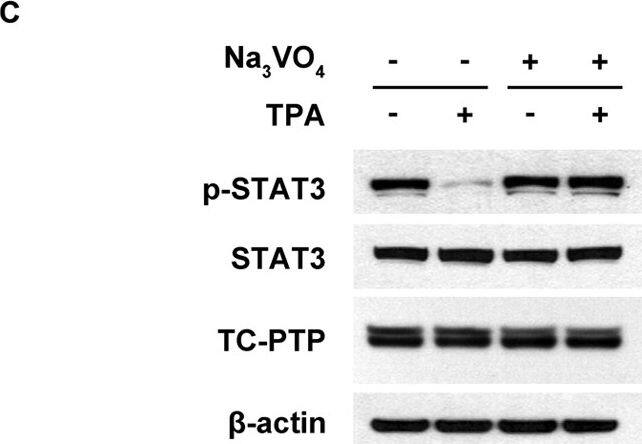 Detection of Mouse TC-PTP/PTPN2 by Western Blot