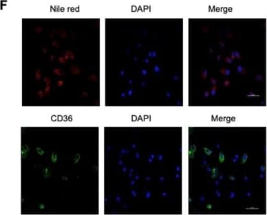 Detection of Mouse CD36/SR-B3 by Immunocytochemistry/ Immunofluorescence