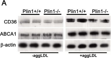 Detection of CD36/SR-B3 by Western Blot