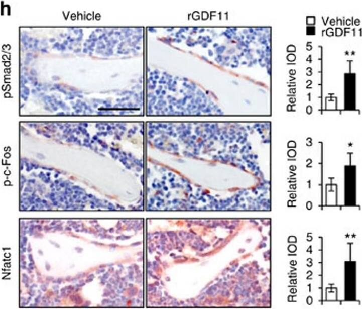 Detection of Mouse Human GDF-11/BMP-11 Antibody by Immunohistochemistry