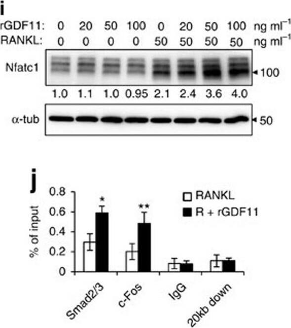 Detection of Mouse Human GDF-11/BMP-11 Antibody by Western Blot