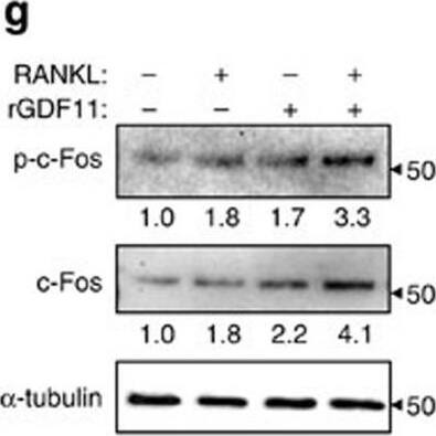 Detection of Mouse Human GDF-11/BMP-11 Antibody by Western Blot