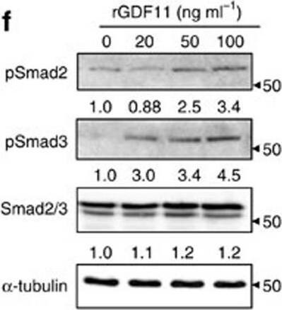 Detection of Mouse Human GDF-11/BMP-11 Antibody by Western Blot