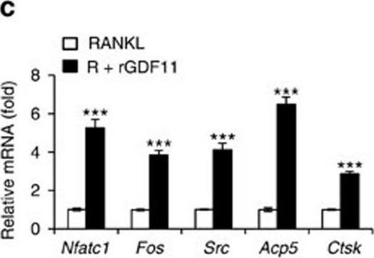 Detection of Mouse Human GDF-11/BMP-11 Antibody by PCR