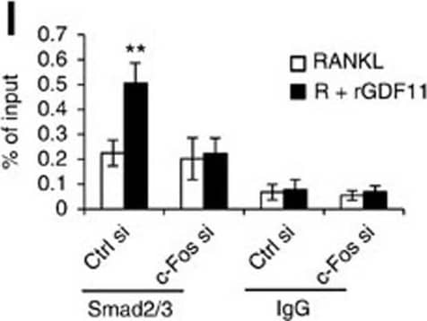 Detection of Mouse Human GDF-11/BMP-11 Antibody by Western Blot