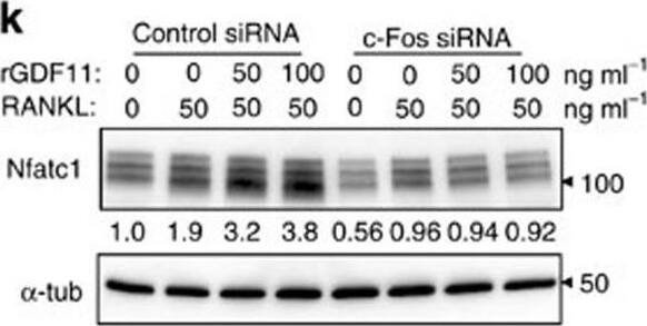 Detection of Mouse Human GDF-11/BMP-11 Antibody by Western Blot