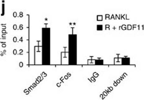 Detection of Mouse Human GDF-11/BMP-11 Antibody by Western Blot