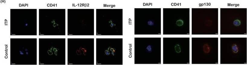 Detection of Human IL-12 R beta2 by Immunocytochemistry/ Immunofluorescence