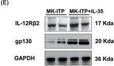 Detection of Human IL-12 R beta2 by Western Blot