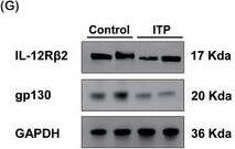 Detection of Human IL-12 R beta2 by Western Blot