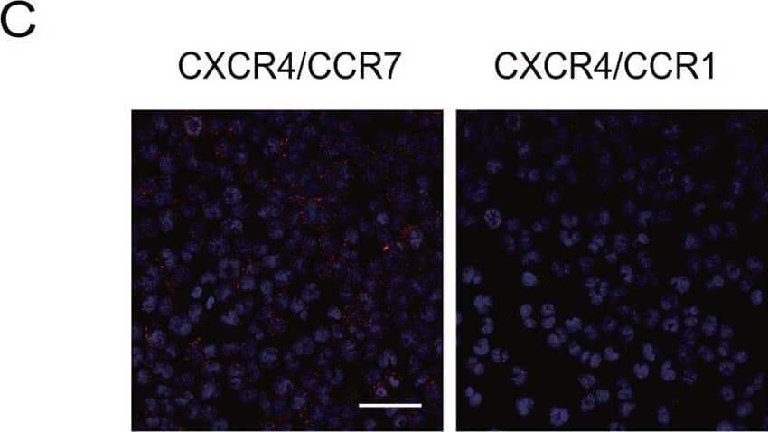 Detection of Human CCR7 by Proximity Ligation Assay