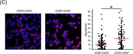 Detection of Human CCR7 by Immunohistochemistry