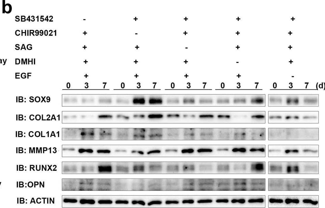Detection of RUNX2/CBFA1 by Western Blot