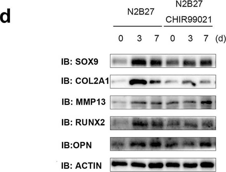 Detection of RUNX2/CBFA1 by Western Blot