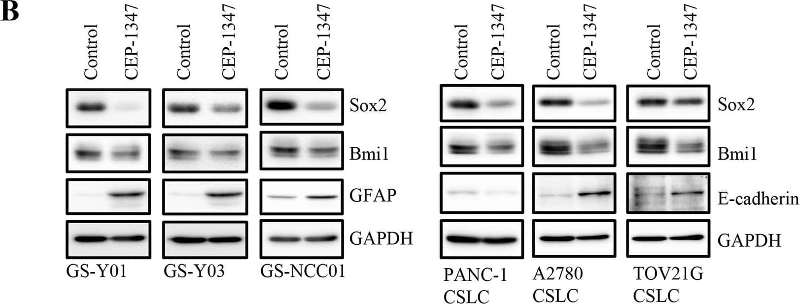 Detection of Human Human/Mouse/Rat SOX2 Antibody by Western Blot