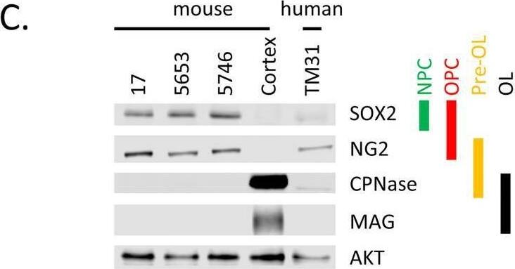 Detection of SOX2 by Western Blot