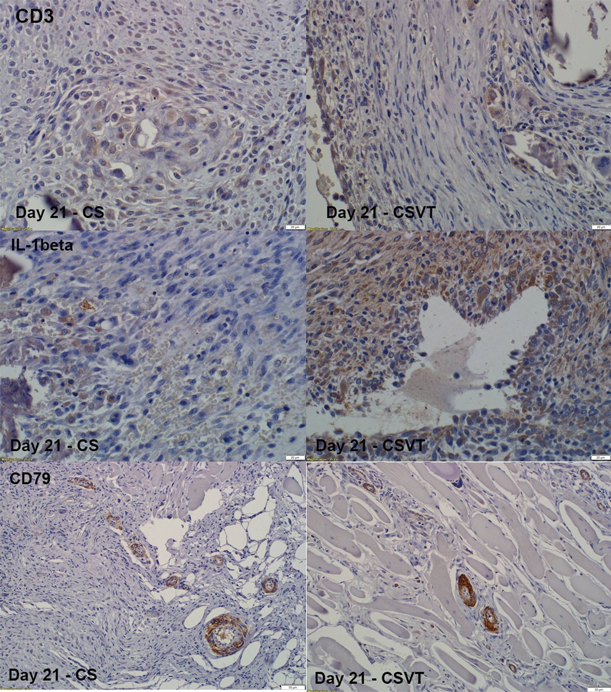 Detection of Rabbit IL-1 beta/IL-1F2 by Immunocytochemistry/Immunofluorescence