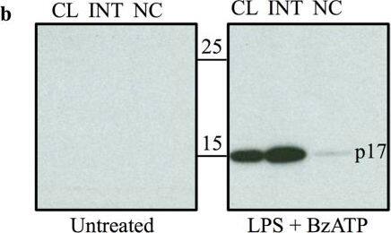 Detection of Human IL-1 beta/IL-1F2 by Western Blot