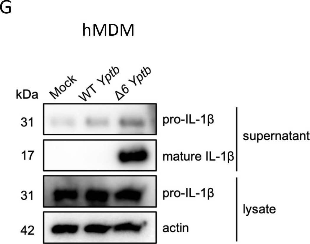 Detection of IL-1 beta/IL-1F2 by Western Blot