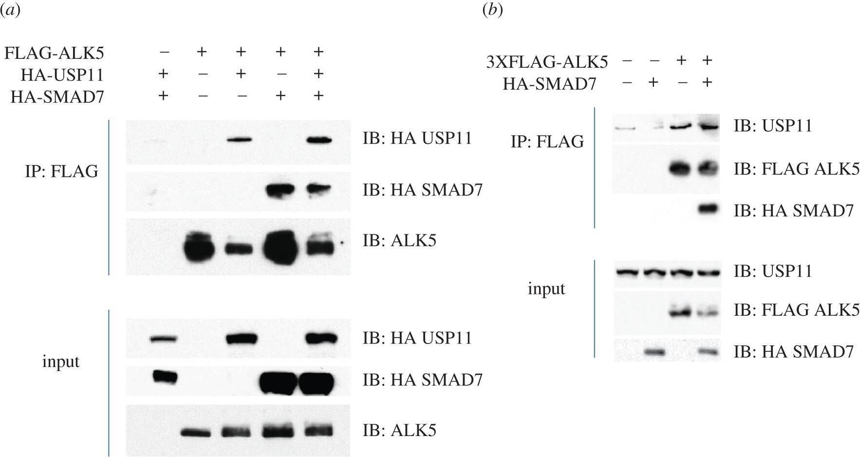 Detection of Human Smad7 by Western Blot