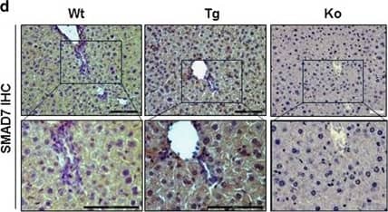 Detection of Mouse Smad7 by Immunohistochemistry