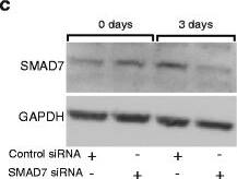 Detection of Human Smad7 by Knockdown Validated