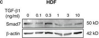 Detection of Human Smad7 by Western Blot