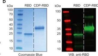 Detection of SARS-CoV-2 Spike RBD by Western Blot
