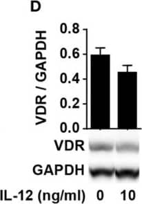 Detection of IL-4 by Western Blot