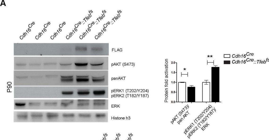 Detection of Mouse AKT by Western Blot