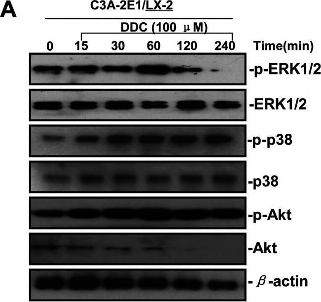Detection of Human AKT by Western Blot