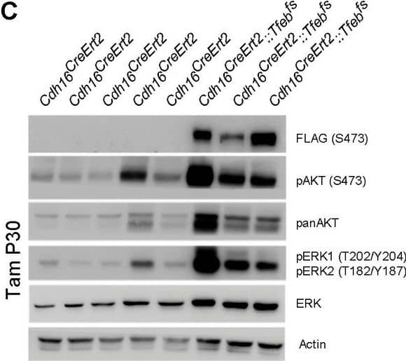 Detection of Mouse AKT by Western Blot