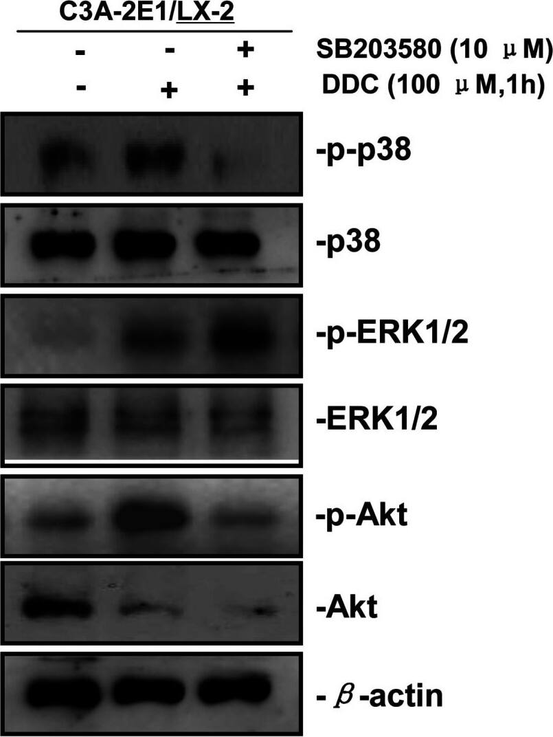 Detection of Human AKT by Western Blot