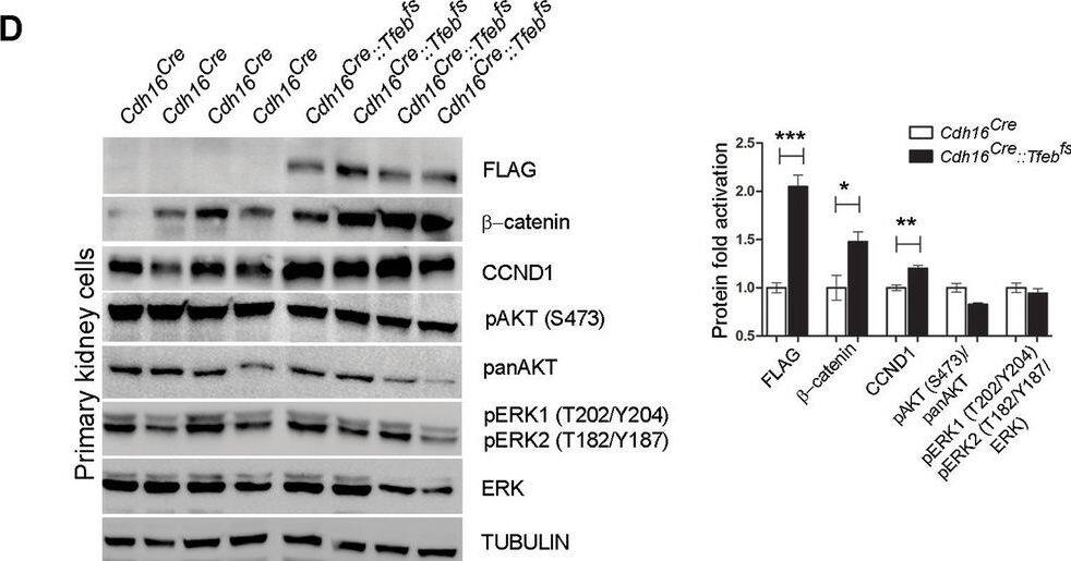 Detection of Mouse AKT by Western Blot