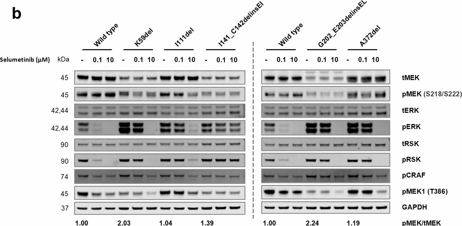 Detection of RSK Pan Specific by Western Blot