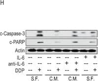 Detection of Human Human/Primate IL-6 Antibody by Western Blot