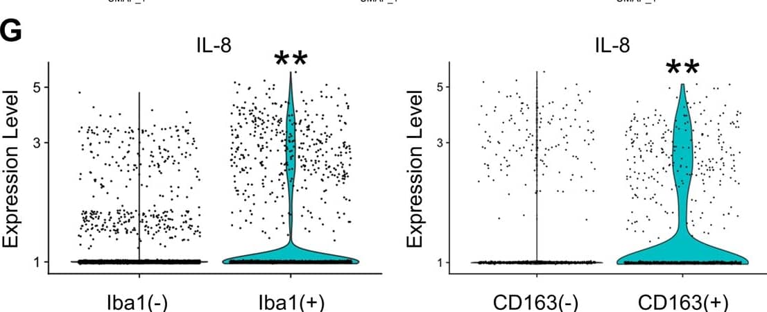 Detection of IL-8/CXCL8 by Flow Cytometry