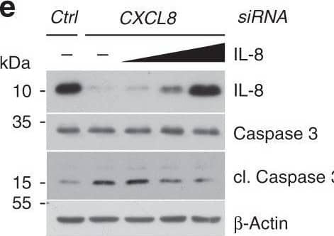 Detection of IL-8/CXCL8 by Western Blot
