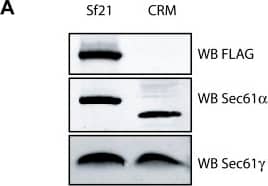 Detection of Insect TNF-alpha by Western Blot