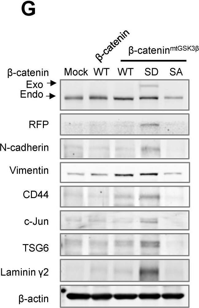 Detection of TSG-6 by Western Blot