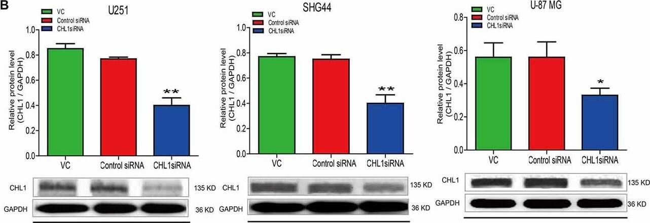 Detection of Human CHL-1/L1CAM-2 by Western Blot