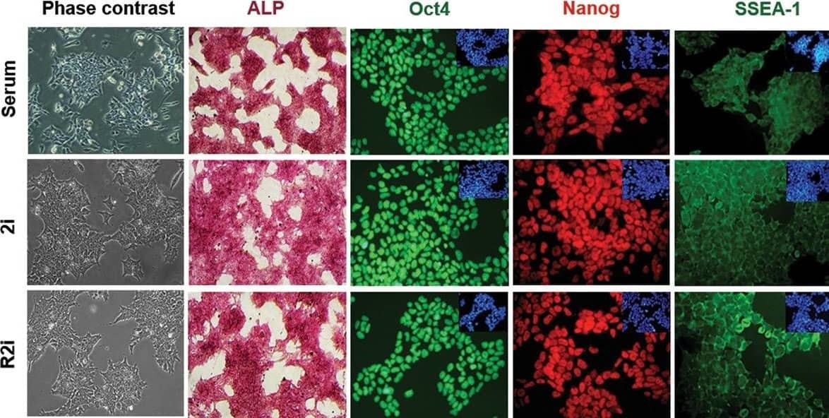 Detection of Mouse SSEA-1 by Immunocytochemistry/ Immunofluorescence