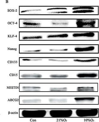 Detection of SSEA-1 by Western Blot