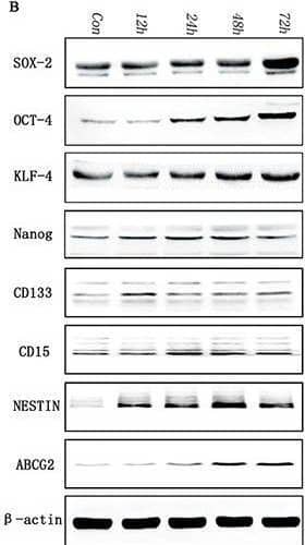 Detection of SSEA-1 by Western Blot