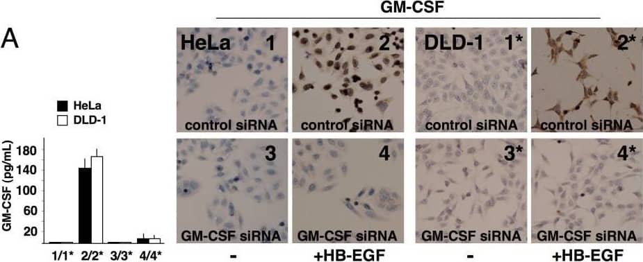 Detection of GM-CSF by Immunohistochemistry