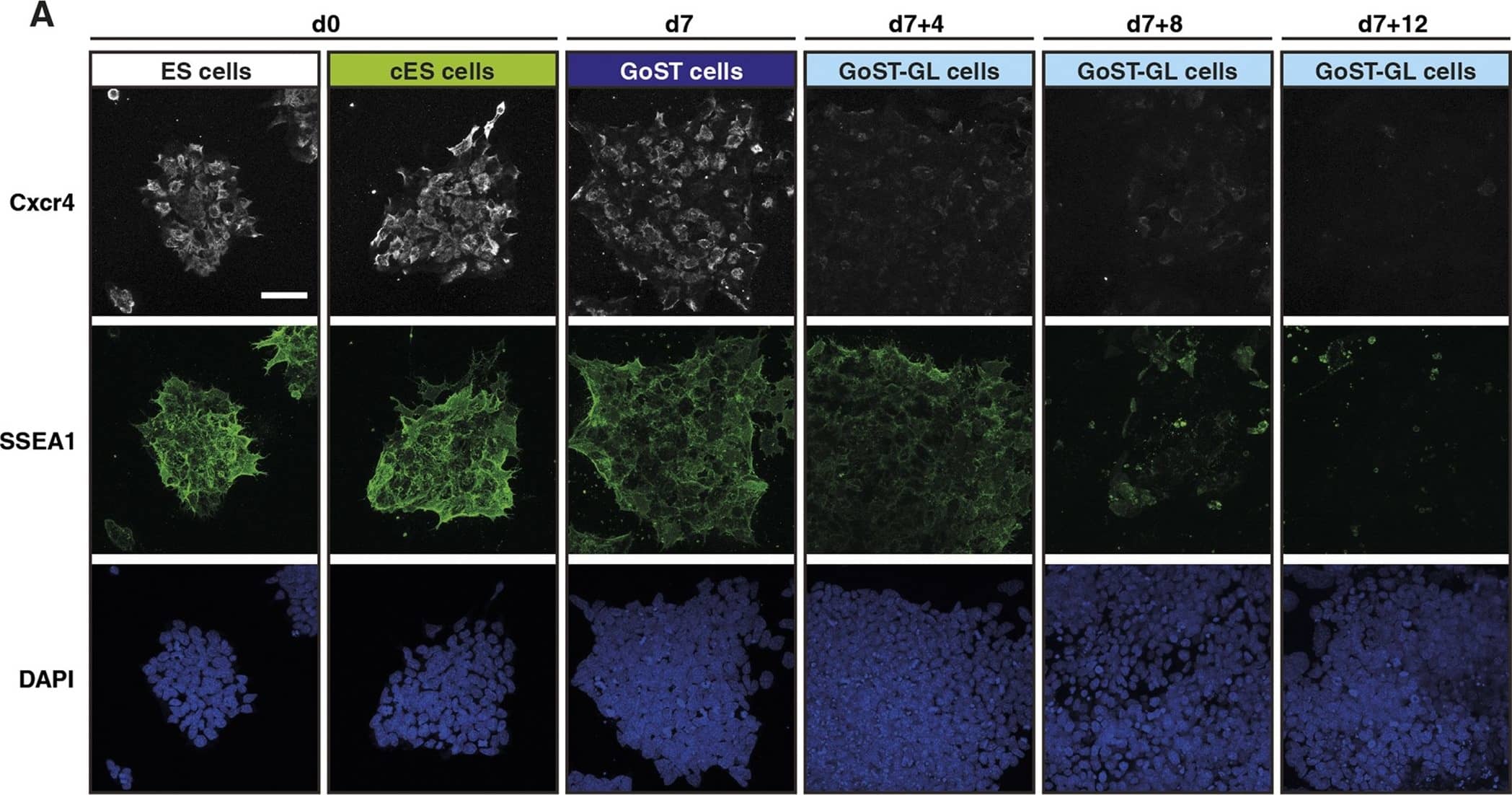 Detection of Mouse CXCR4 by Immunocytochemistry/Immunofluorescence