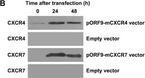 Detection of Mouse CXCR4 by Western Blot