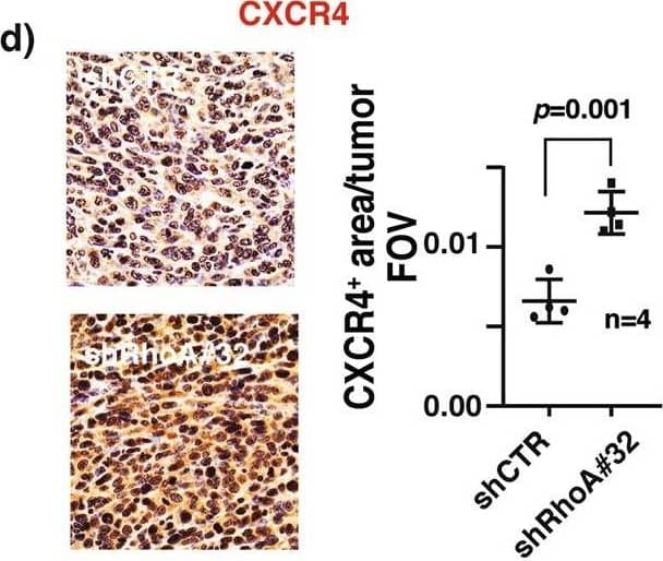 Detection of Mouse CXCR4 by Immunohistochemistry