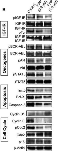 Detection of Mouse STAT5A by Western Blot